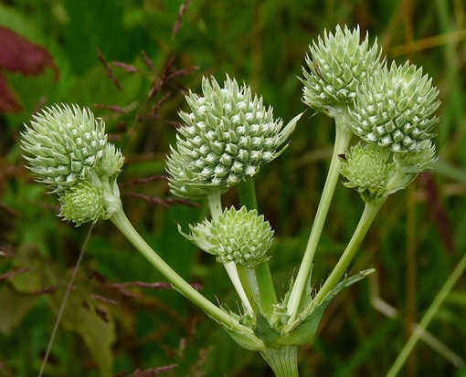 {Eryngium yuccifolium}